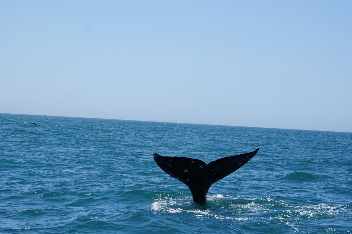 Vista desde la embarcación en mar abierto durante un safari marino