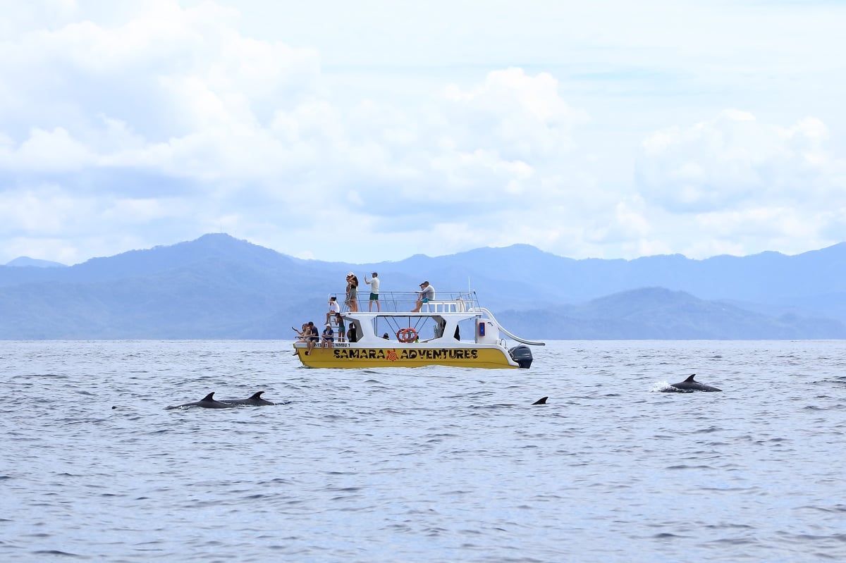 Delfines junto a la embarcación durante un safari marino