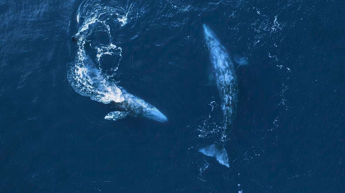 Vista aérea de ballenas grises migrando por aguas del Pacífico
