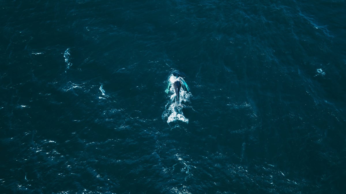 Ballena emergiendo en mar abierto del Pacífico