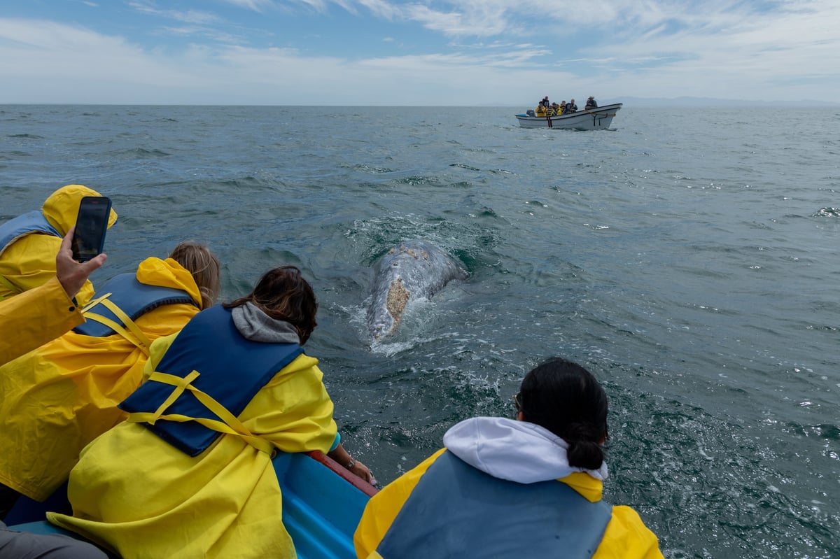 Viajeros observando ballenas grises desde un bote en Baja California Sur