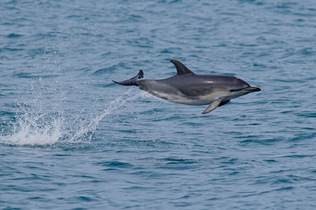 Delfín nadando junto a la embarcación durante el safari marino