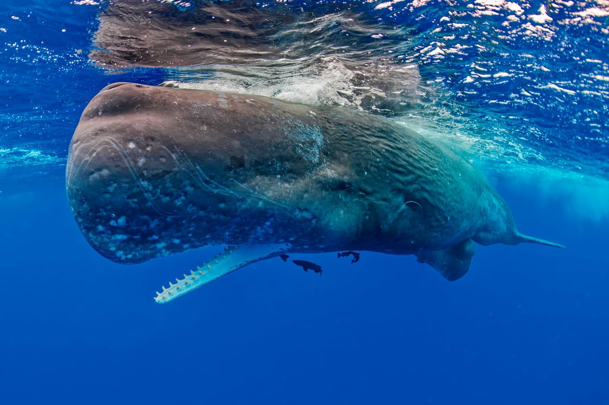 Ballena con su cría nadando en aguas abiertas