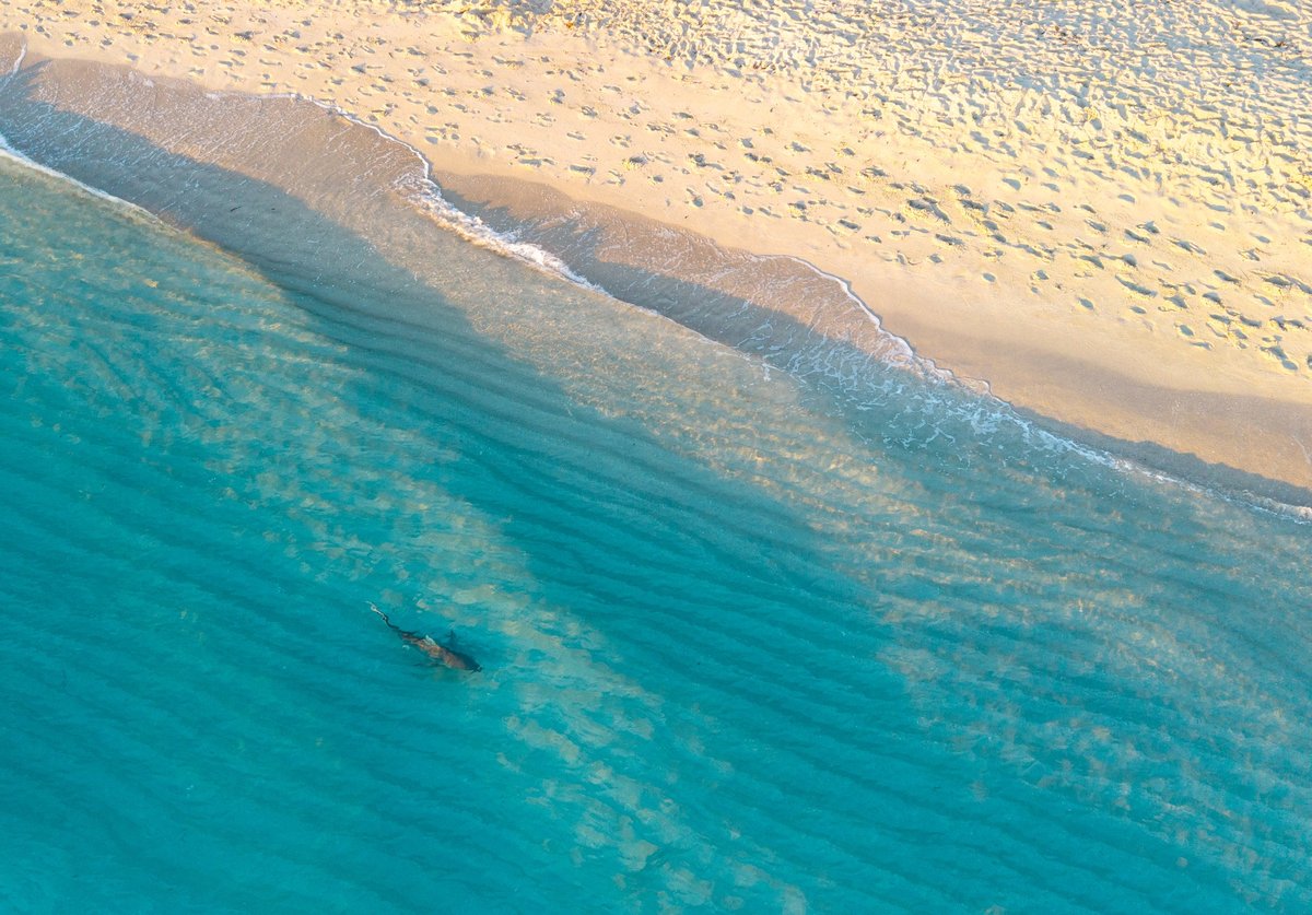 Toma aérea con dron de un tiburón de arrecife nadando en aguas someras al amanecer