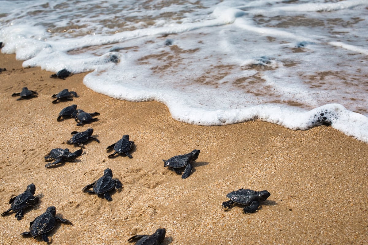 Crías de tortuga olive ridley corriendo hacia el mar en una playa