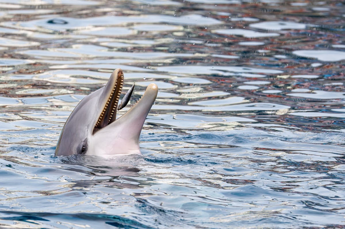 Delfín asomando en la superficie del mar