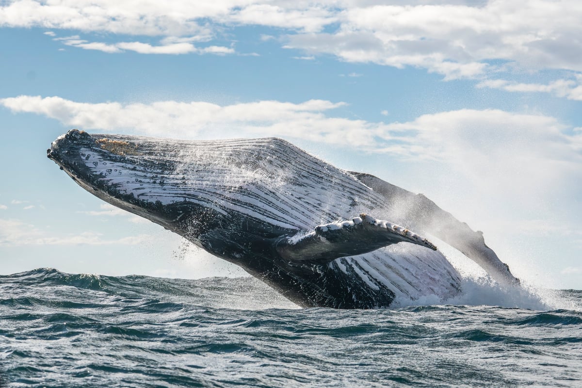 Ballena jorobada saltando fuera del agua en mar abierto