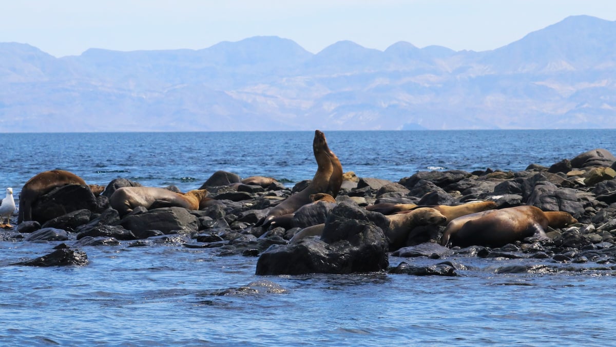 Lobos marinos del archipiélago de Espíritu Santo saliendo a rocas en el Mar de Cortés
