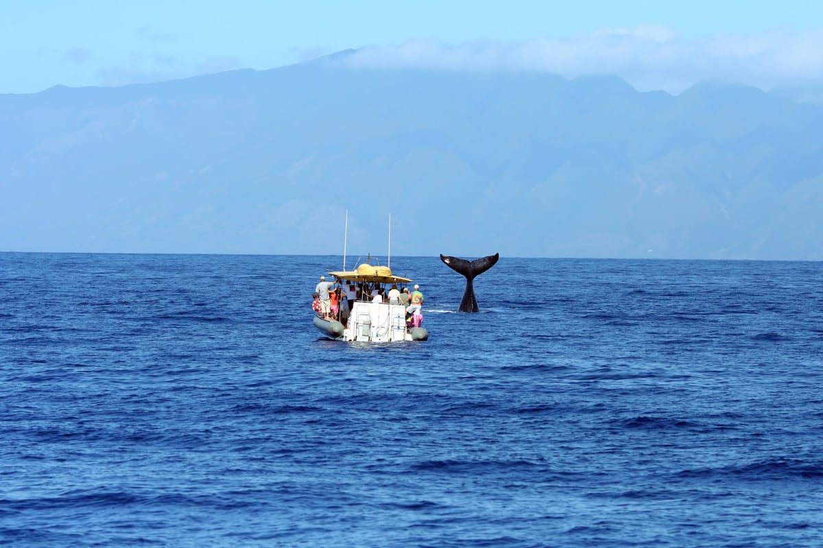 Safari marino en La Ventana, Mar de Cortés