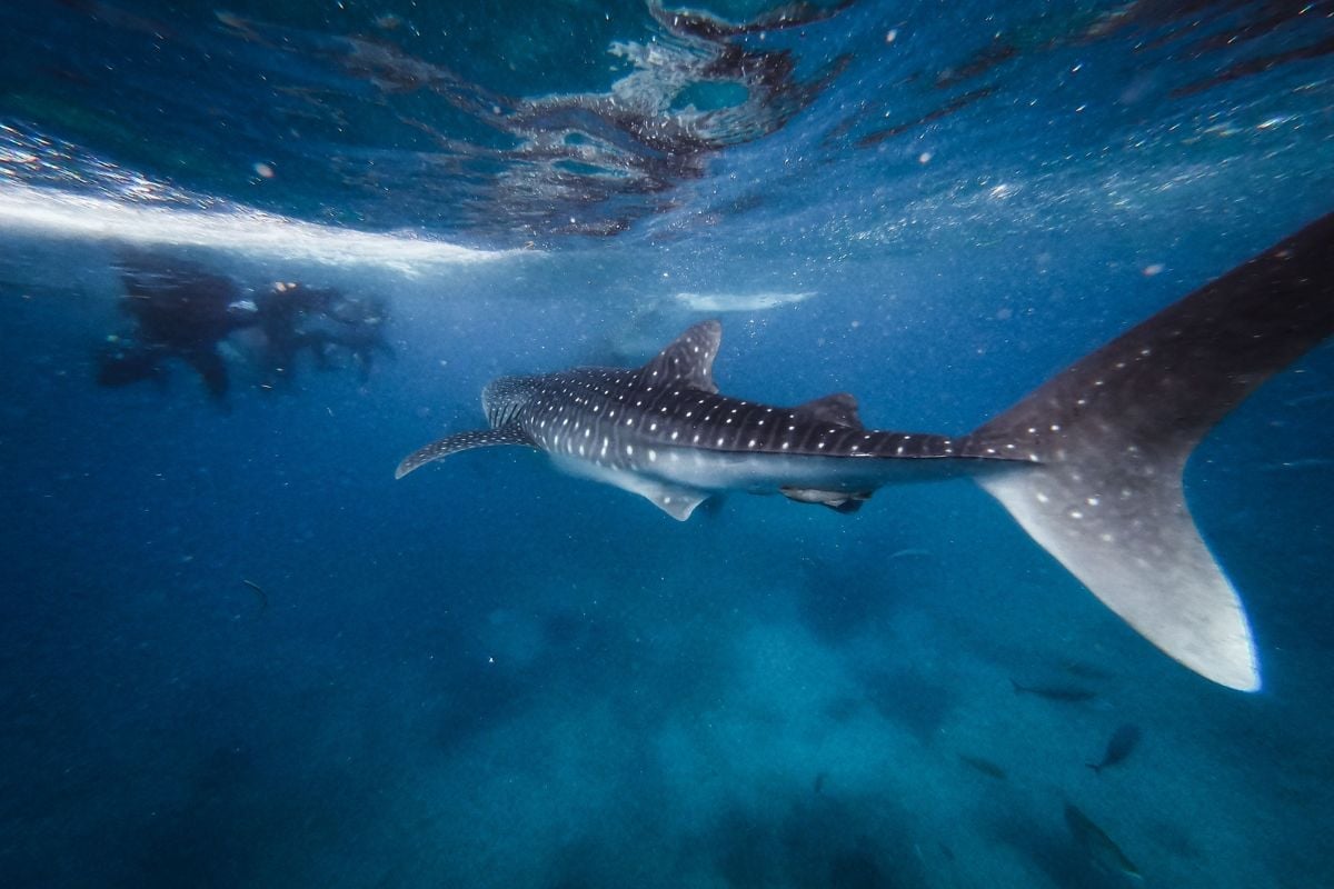 Whale shark swimming underwater in clear blue ocean with boat and snorkelers visible at surface above