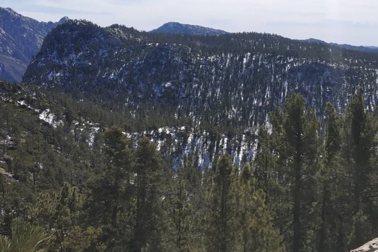 Mountain landscape with dense coniferous forest covering slopes and peaks under a cloudy sky
