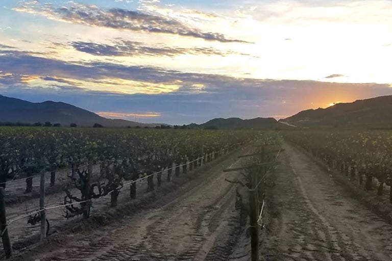 Sunset over a vineyard with rows of grapevines and mountains in the distance at dusk