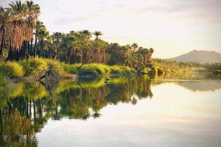Lush palm trees and green vegetation reflecting in calm river water with mountains visible in the distance