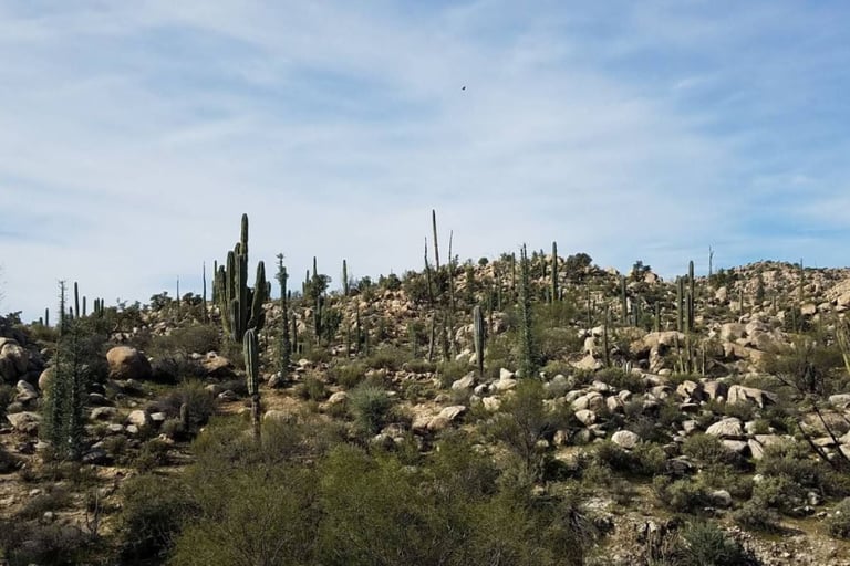 Desert landscape with numerous tall saguaro cacti scattered across rocky hillside under partly cloudy sky