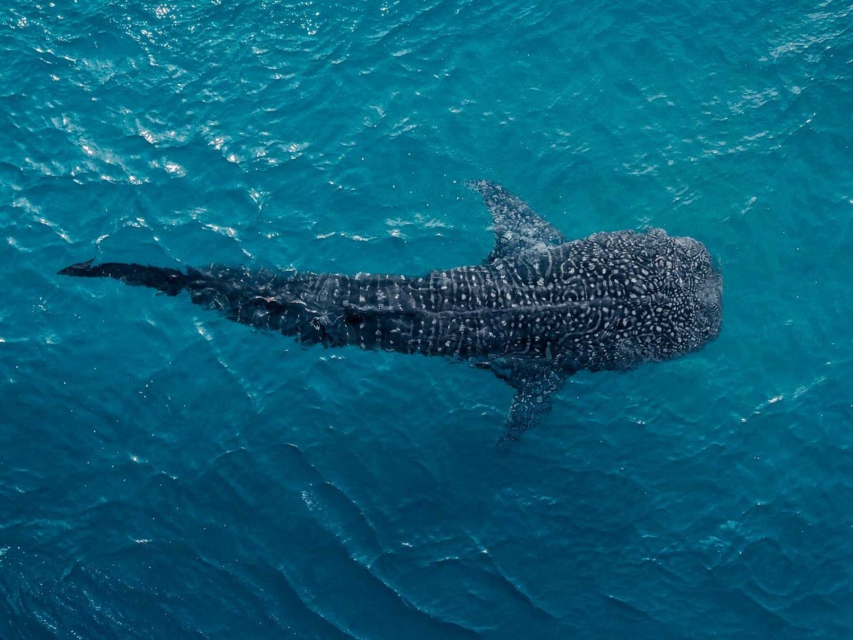 Whale shark swim in La Paz Bay