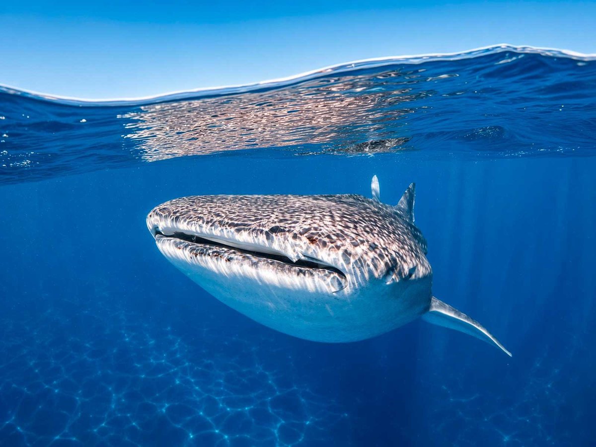 Whale shark swimming underwater with its distinctive spotted pattern visible, near the ocean surface with clear blue water