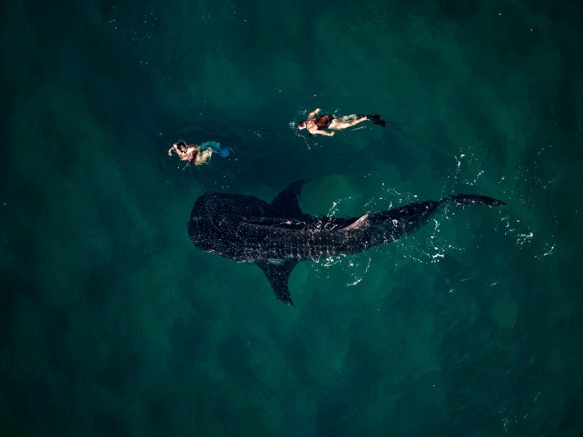 Aerial view of a whale shark swimming in turquoise water with two snorkelers nearby