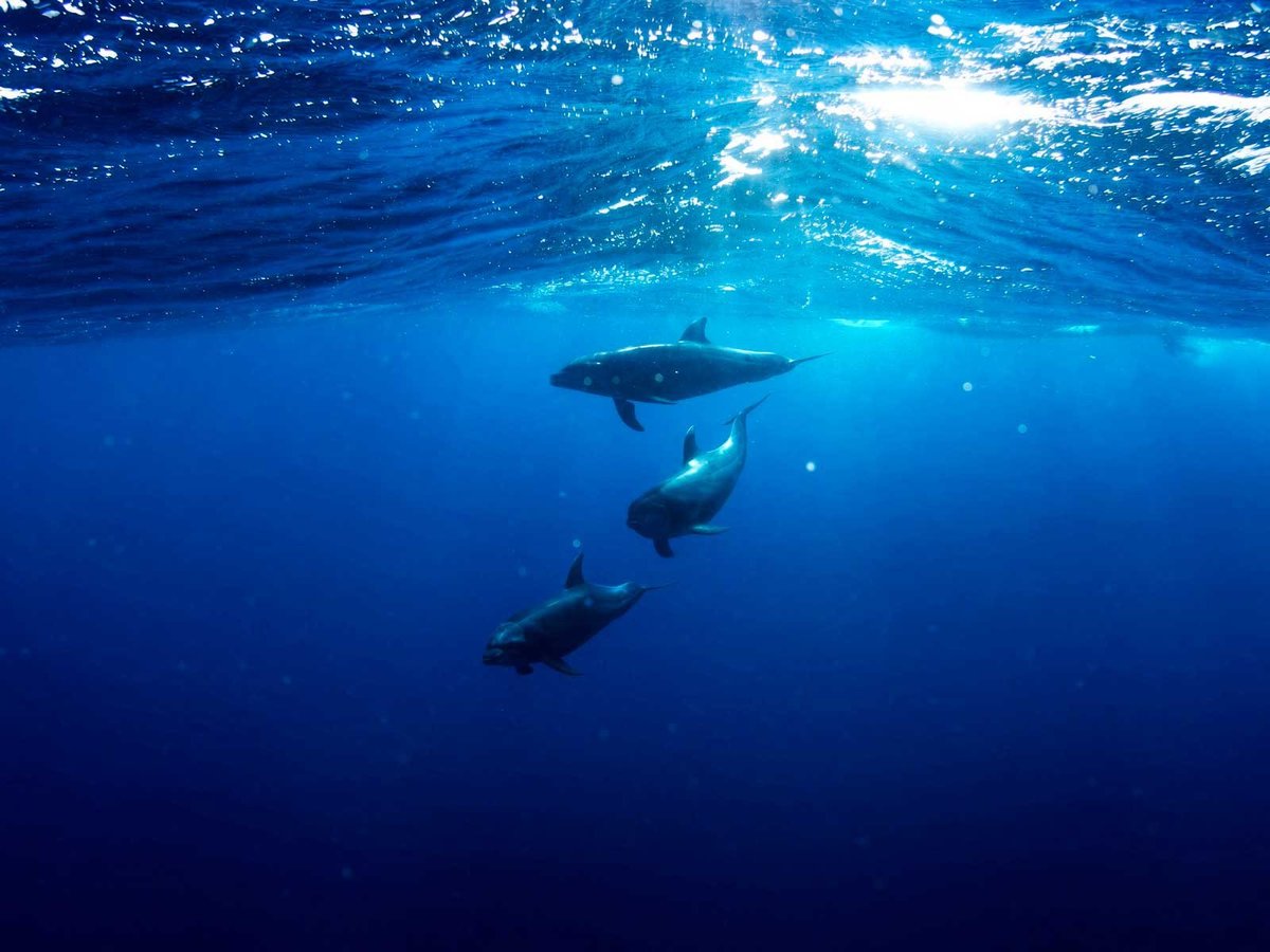 Tres delfines nadando juntos en aguas azules del Mar de Cortés con luz filtrándose desde la superficie