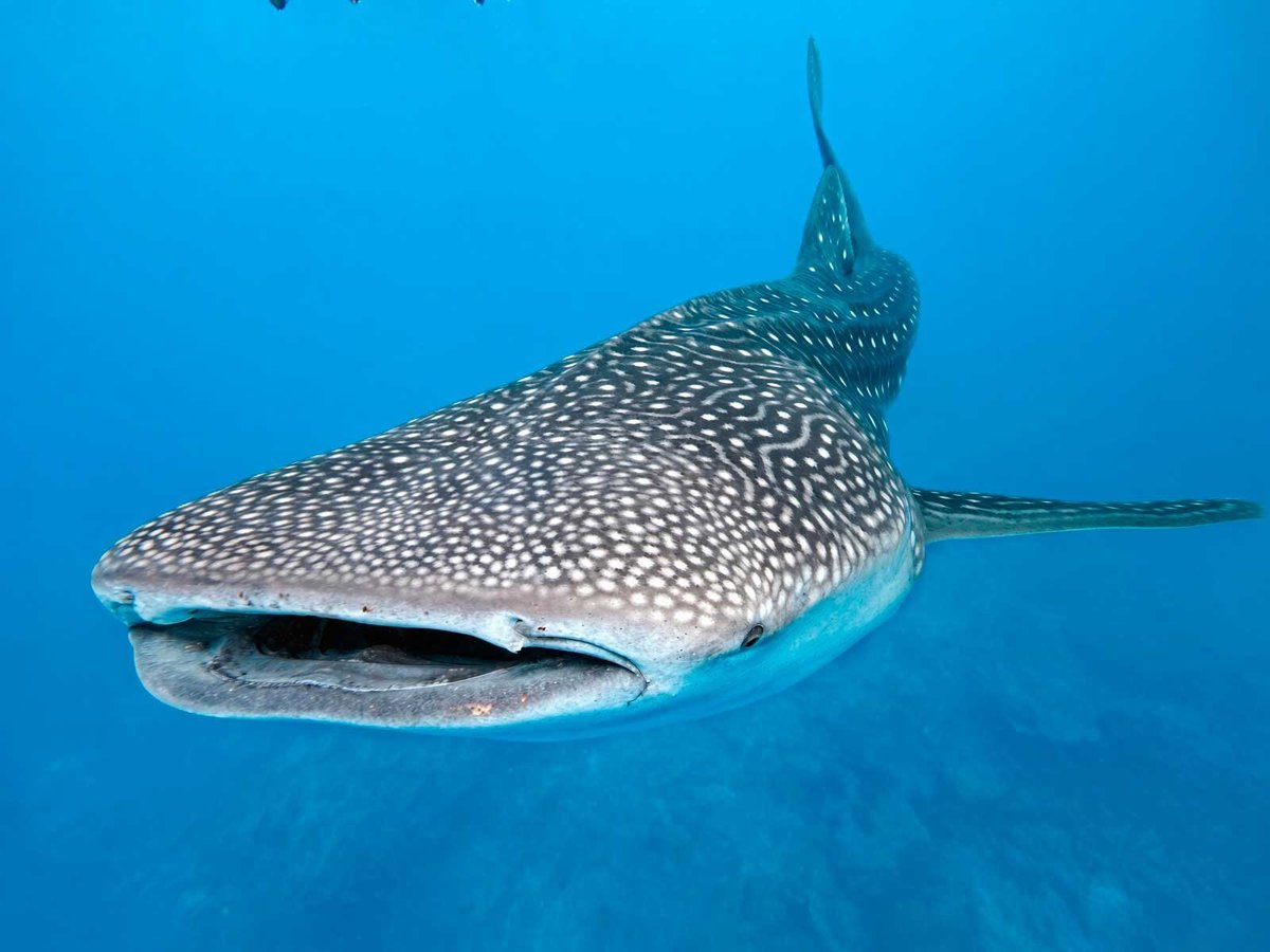 Whale shark swimming underwater with spotted pattern visible on its body against a blue ocean background