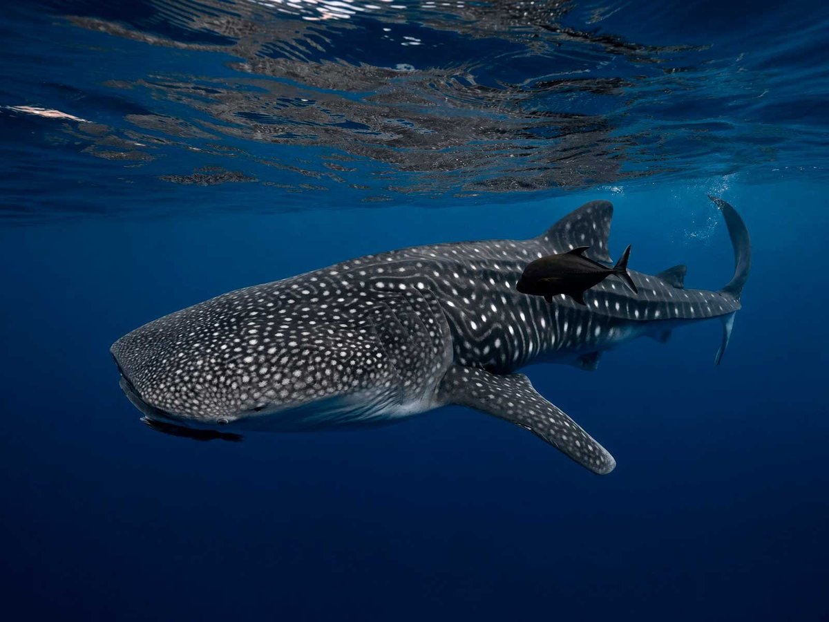 Whale shark swimming underwater in deep blue ocean, showing white spotted pattern on body