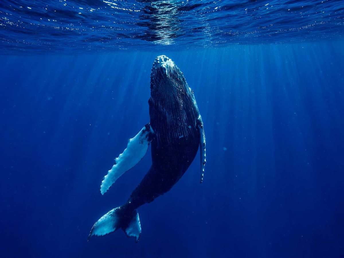 Venturaleza, adventures in nature in Baja California Sur