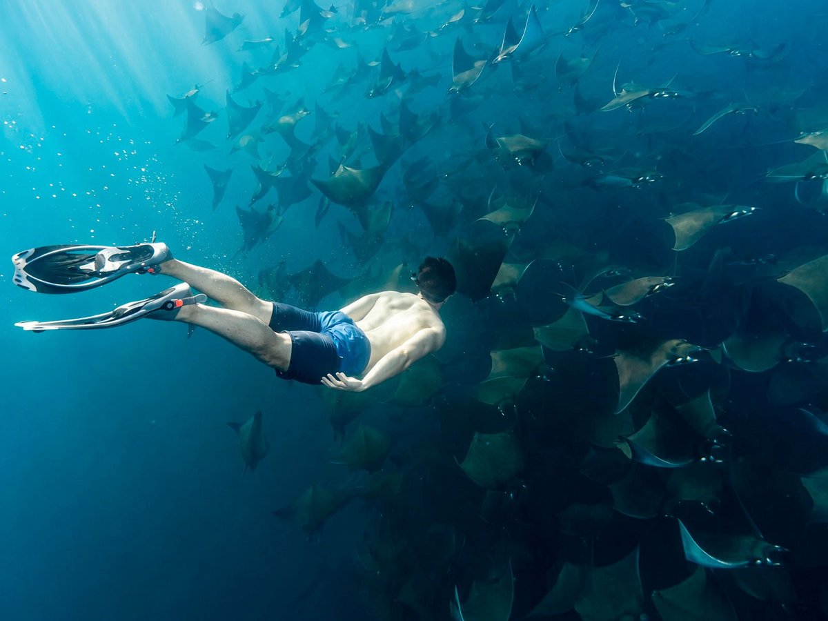 Diver swimming among a school of mobula rays in the blue water of the Sea of Cortez