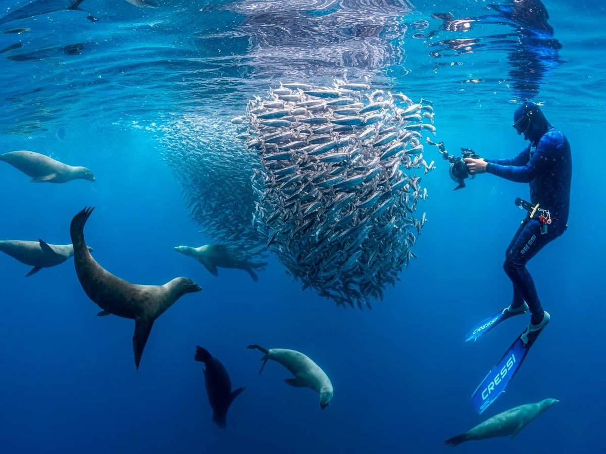 Diver in blue fins watching sea lions hunt a dense school of sardines in the Pacific