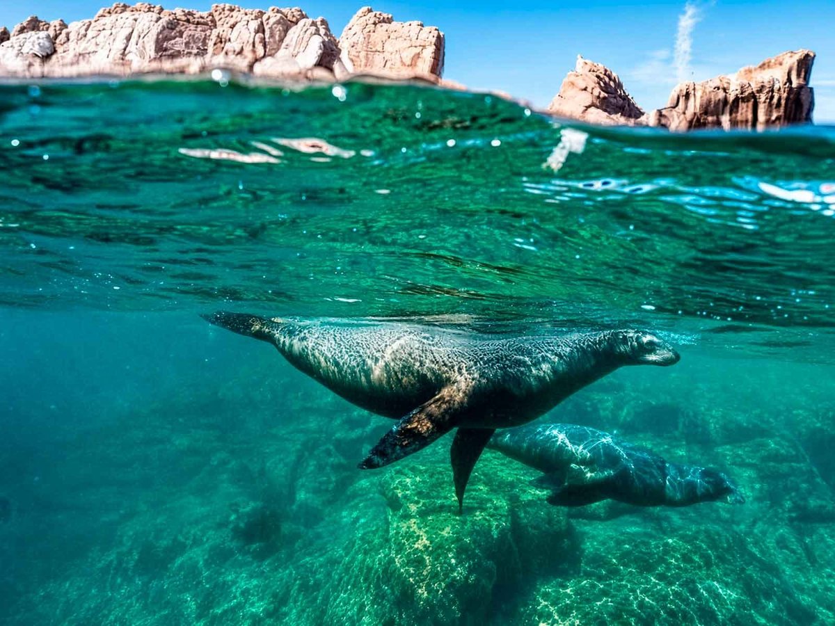 Sea lions swimming in turquoise water below the rocky cliffs of Isla Espíritu Santo